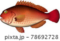 ブダイ　(赤)　魚イラスト　ベクター EPS形式 78692728