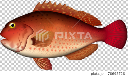 ブダイ (赤) 魚イラスト ベクター EPS形式 ブダイ (赤) 魚イラスト ベクター EPS形式 78692728