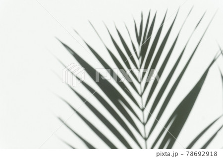 Shadow palm overlay background. Blurred shadow of a tropical branch of a palm tree on a white light wall on a sunny day. Shadow palm overlay background. Blurred shadow of a tropical branch of a palm tree on a white light wall on a sunny day. 78692918