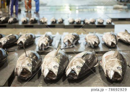 港　市場　魚　人　漁師　競り場 78692929