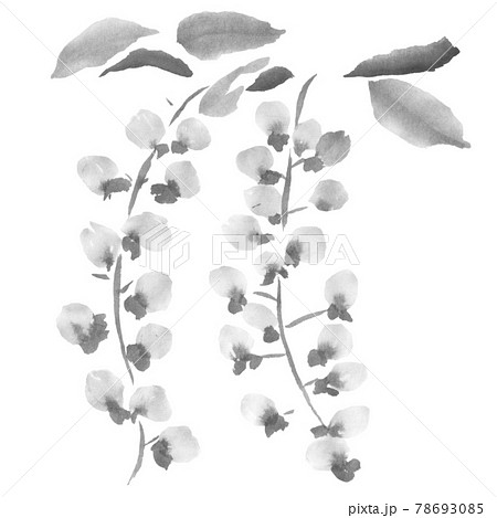 花のイラスト 藤 のイラスト素材