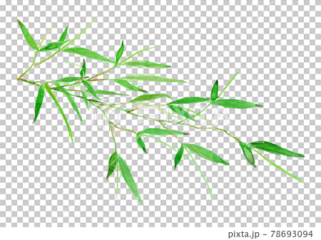 Phyllostachys heterocycla leaves 78693094