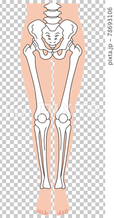 Pelvis leg skeleton Pelvis leg skeleton 78693106