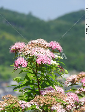 満開となった「シモツケソウ」の花 満開となった「シモツケソウ」の花 78693169