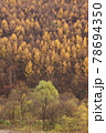 黄色い針葉樹と緑色の広葉樹_晩秋 78694350