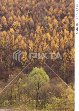 黄色い針葉樹と緑色の広葉樹_晩秋 78694350