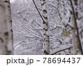 白樺林に積もる雪_冬の始まり 78694437
