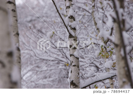 白樺林に積もる雪_冬の始まり 78694437