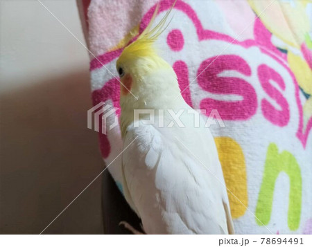 手乗りのオカメインコ 手乗りのオカメインコ 78694491