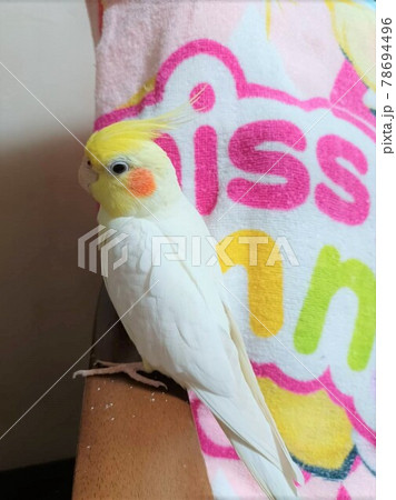 手乗りのオカメインコ 手乗りのオカメインコ 78694496