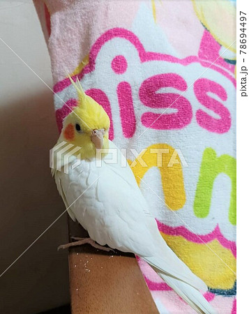 手乗りのオカメインコ 78694497