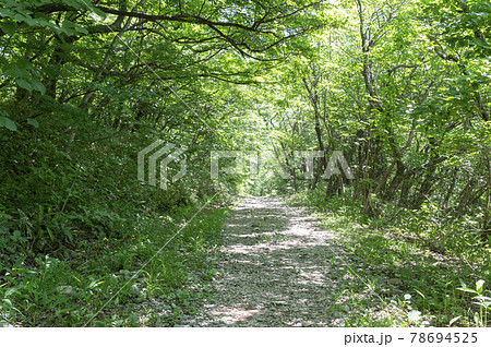 森の中の小道の風景の写真素材 [78694525] - PIXTA