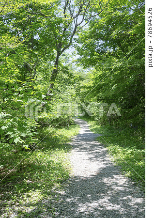 森の中の小道の風景の写真素材 [78694526] - PIXTA
