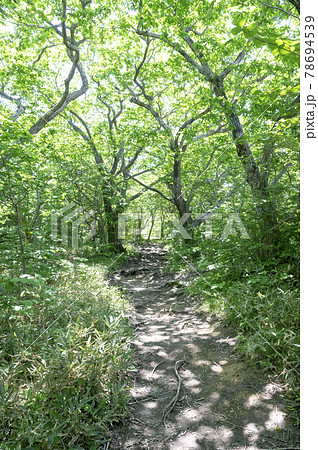 森の中の小道の風景の写真素材 [78694539] - PIXTA
