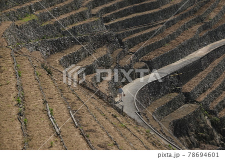 急勾配の遊子水荷浦の段畑 78694601