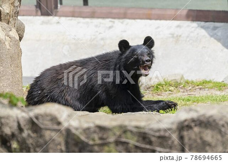 動物園の風景 ツキノワグマ 宮城県仙台市 動物園の風景 ツキノワグマ 宮城県仙台市 78694665