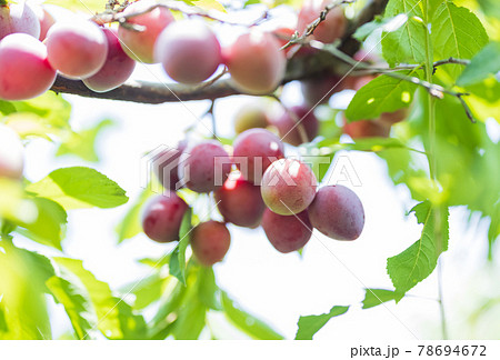 たくさん実ったすもも 78694672
