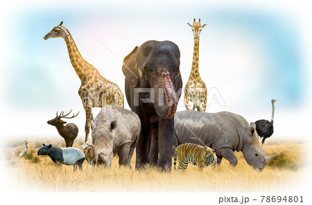 African safari and Asian animals in the theme illustration, filled with many animals, a white border image 78694801