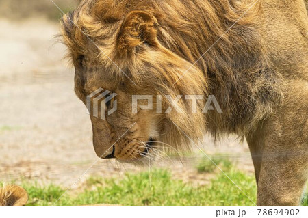 動物園の風景 ライオン 仙台市太白区の写真素材