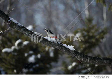 アカゲラ アカゲラ 78695819