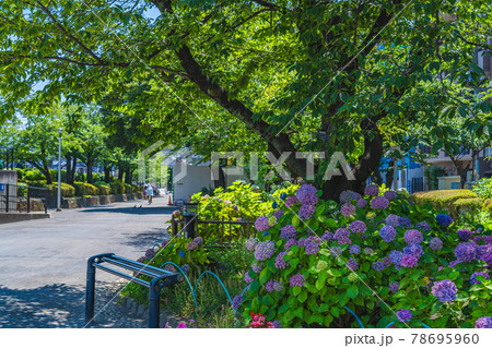 東京の都市風景 梅雨の晴れ間の隅田公園のアジサイ 東京の都市風景 梅雨の晴れ間の隅田公園のアジサイ 78695960