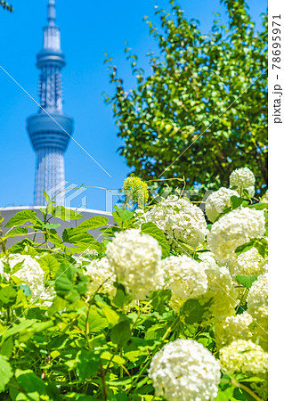 東京の都市風景 梅雨の晴れ間の隅田公園のアジサイの写真素材
