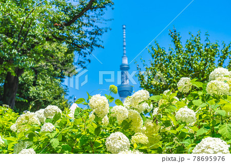 東京の都市風景 梅雨の晴れ間の隅田公園のアジサイの写真素材