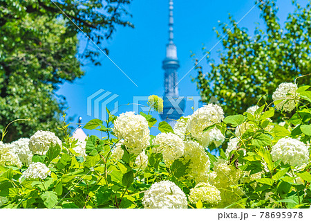 東京の都市風景 梅雨の晴れ間の隅田公園のアジサイ 東京の都市風景 梅雨の晴れ間の隅田公園のアジサイ 78695978