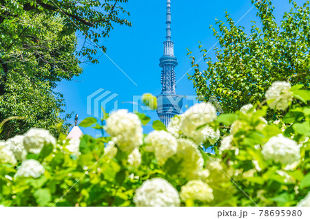 東京の都市風景 梅雨の晴れ間の隅田公園のアジサイ 78695980