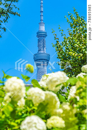 東京の都市風景 梅雨の晴れ間の隅田公園のアジサイの写真素材