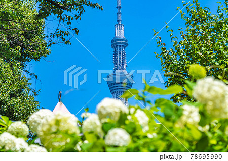 東京の都市風景 梅雨の晴れ間の隅田公園のアジサイの写真素材