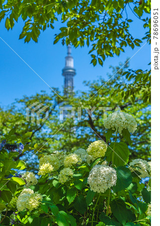 東京の都市風景 梅雨の晴れ間の隅田公園のアジサイ 東京の都市風景 梅雨の晴れ間の隅田公園のアジサイ 78696051