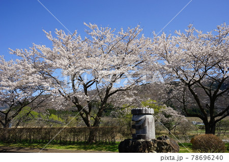 春の遠野 満開の桜 春の遠野 満開の桜 78696240