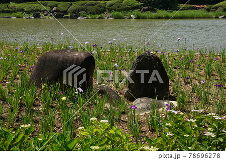 南楽園の上池と花菖蒲園 78696278
