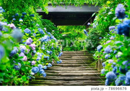 明月院の参道に咲く紫陽花 明月院の参道に咲く紫陽花 78696676