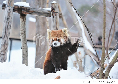 レッサーパンダ 78696707