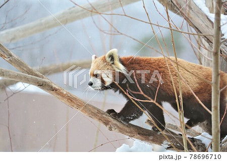 レッサーパンダ 78696710