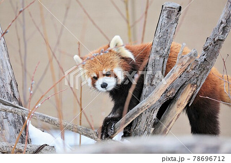 レッサーパンダ 78696712