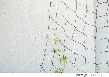 ネットに這うハゴロモジャスミン 78696780