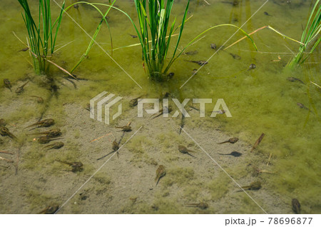 田んぼのおたまじゃくし 田んぼのおたまじゃくし 78696877