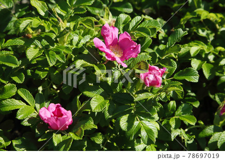 ハマナス ハマナス 78697019