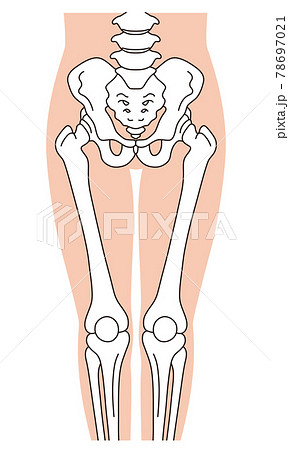 骨盤　脚　骨格 78697021