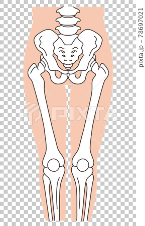 Pelvis leg skeleton 78697021