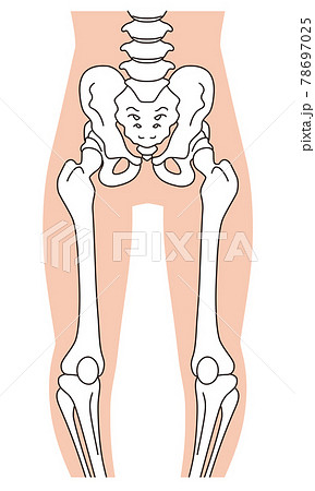 O脚の骨格 骨盤の歪み 脚の骨のイラスト素材