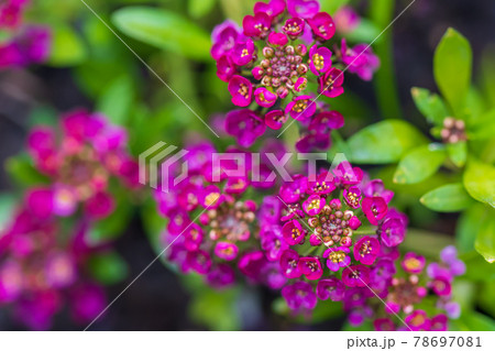 Lobularia maritima purple flowers in the garden 78697081