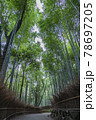 京都嵯峨野の竹林 78697205
