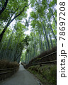 京都嵯峨野の竹林 78697208