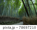 京都嵯峨野の竹林 78697210