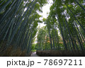 京都嵯峨野の竹林 78697211