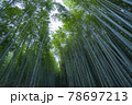 京都嵯峨野の竹林 78697213